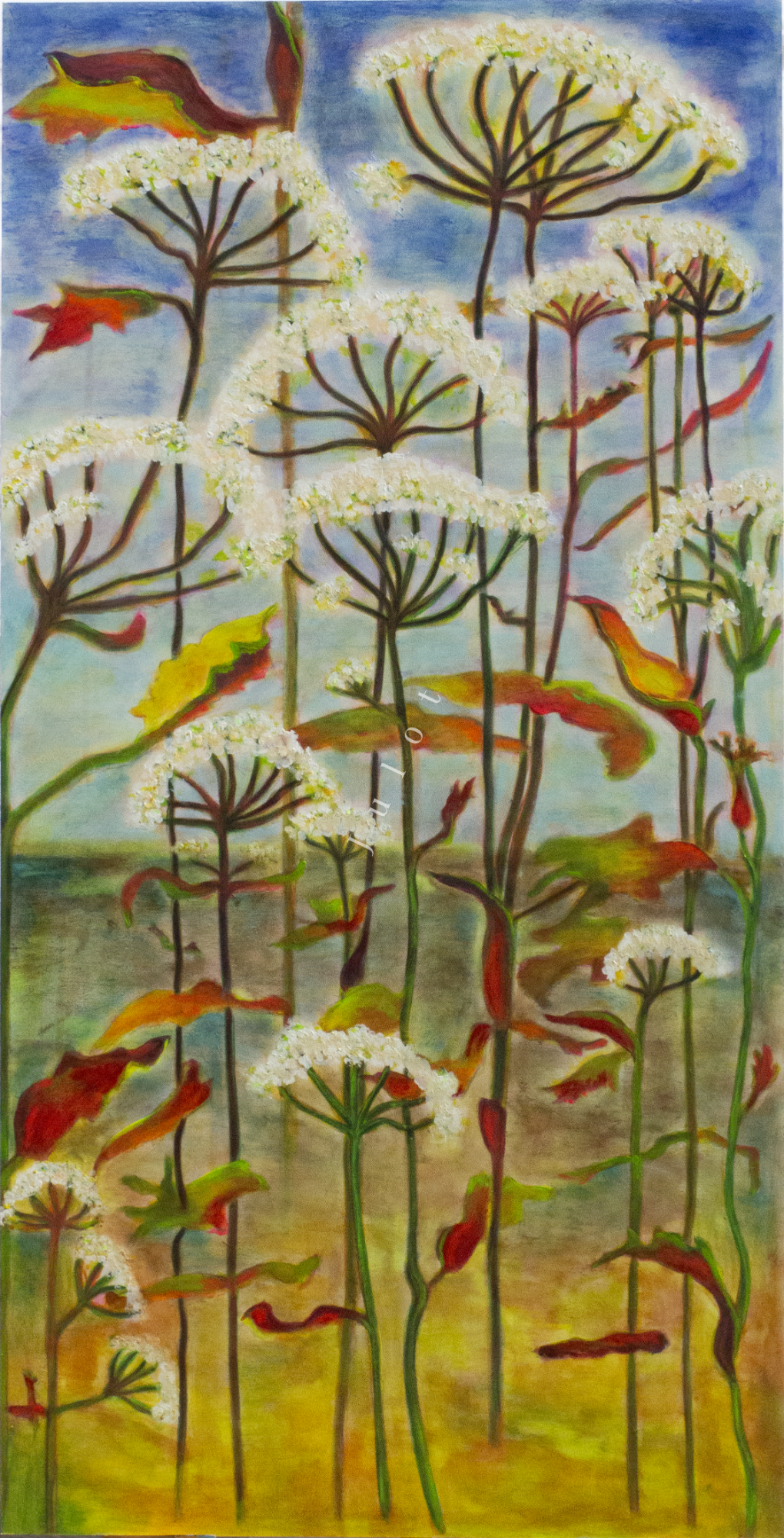 Witte bloemen (fluitekruid) met een kleurrijke achtergrond van blauwe lucht en gele velden.