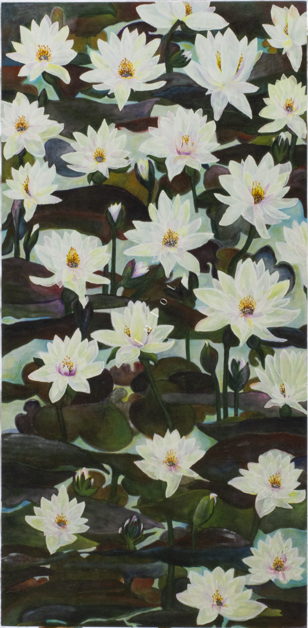 Witte waterlelies bloeien op een donkere achtergrond van bladeren en water.